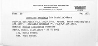 Blumeria graminis image